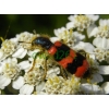 Trichodes apiarius (Linnaeus, 1758) Barciel pszczołowiec